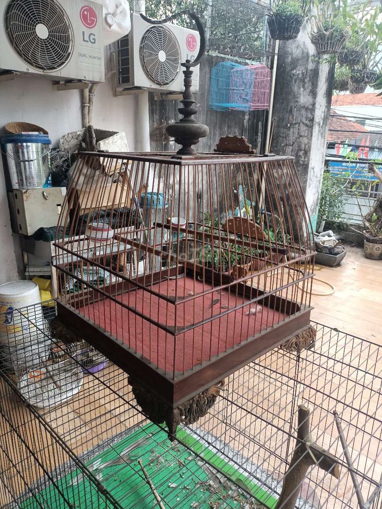 Thanh lý lồng chim chào mào Thái. Mua bán Phụ kiện, Thức ăn, Dịch vụ tại Quận Bình Thạnh Tp Hồ Chí Minh được đăng bởi Lê trường sơn hình 1