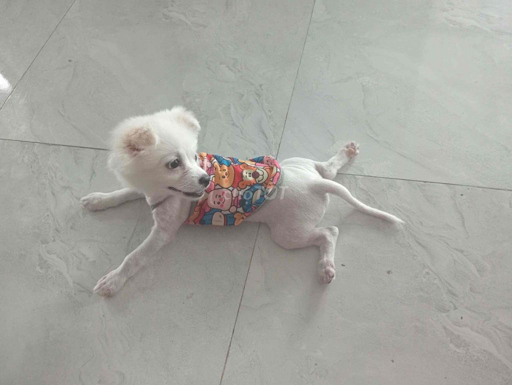 cần tìm chủ mới cho bé phốc sóc giống cái. Mua bán Chó tại Quận Sơn Trà Đà Nẵng được đăng bởi Lâm Bích hình 1