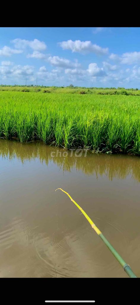 Cua cà mau nhà nuôi tự nhiên