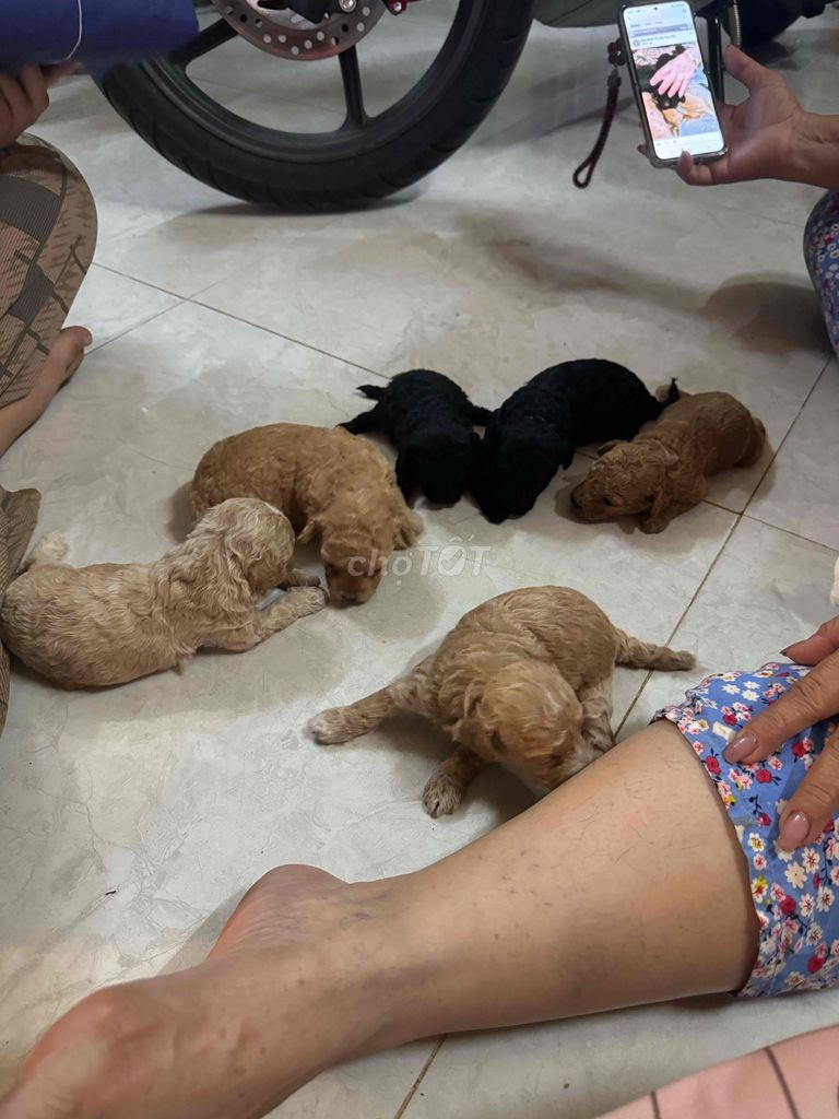 Chó Poodle chưa tiêm. Mua bán Chó tại Quận 6 Tp Hồ Chí Minh được đăng bởi mẽo méo meo mẹo  hình 1