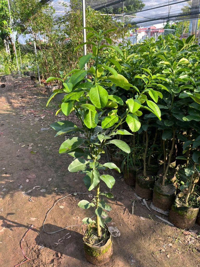 Cây Bưởi Luận Văn cây choai. Mua bán Đồ chuyên dụng, Giống nuôi trồng tại Huyện Gia Lâm Hà Nội được đăng bởi Hoàng thị muôn hình 1