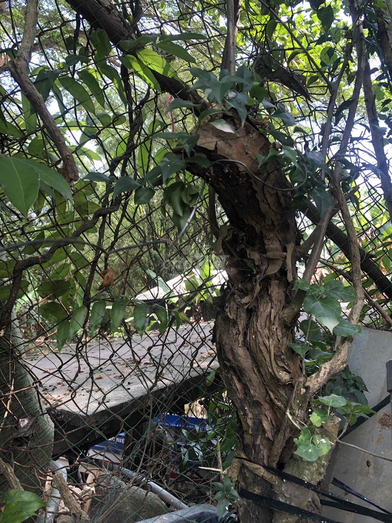 Nhà dư gốc cây bông giấy cổ thụ. Mua bán Cây cảnh, đồ trang trí tại Thành phố Sóc Trăng Sóc Trăng được đăng bởi Py Py hình 1