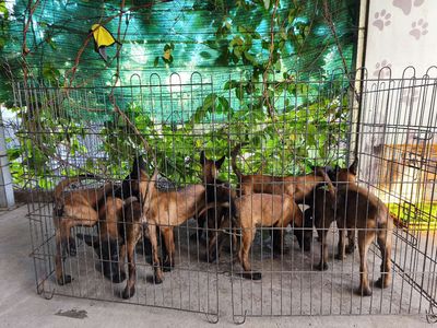 BÁN CHÓ BECGIE BỈ MALINOIS. Mua bán Chó tại Huyện Bến Lức Long An được đăng bởi Nguyễn Xuân Bách
