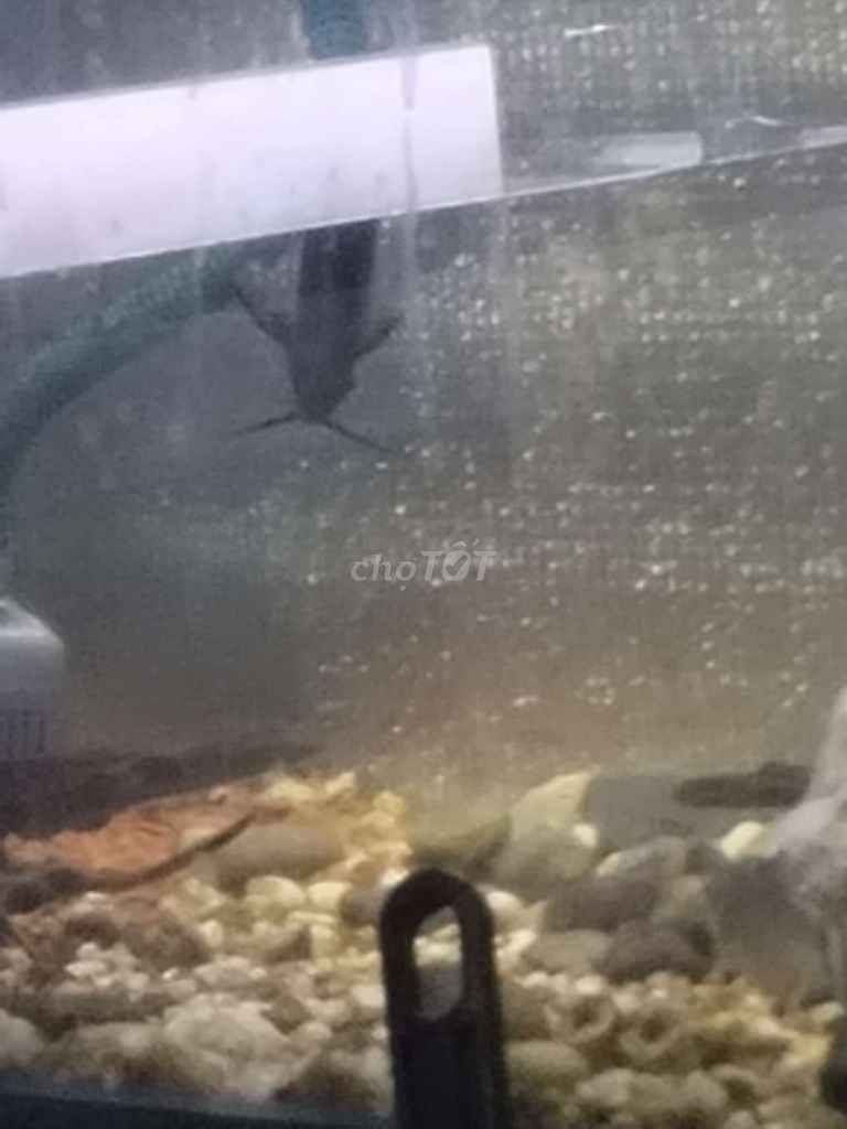 Cá cảnh Mã Thiên 10-11. Mua bán Thú cưng khác tại Quận Gò Vấp Tp Hồ Chí Minh được đăng bởi zeros hình 1