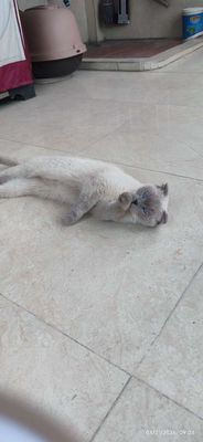 Mèo cái 1 tuổi Trắng xám