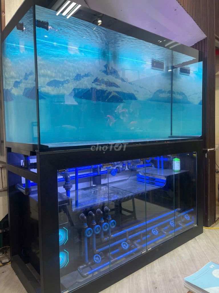 cho thuê bể cá phi tần. Mua bán Phụ kiện, Thức ăn, Dịch vụ tại Huyện Thanh Trì Hà Nội được đăng bởi huy đam mê hình 1