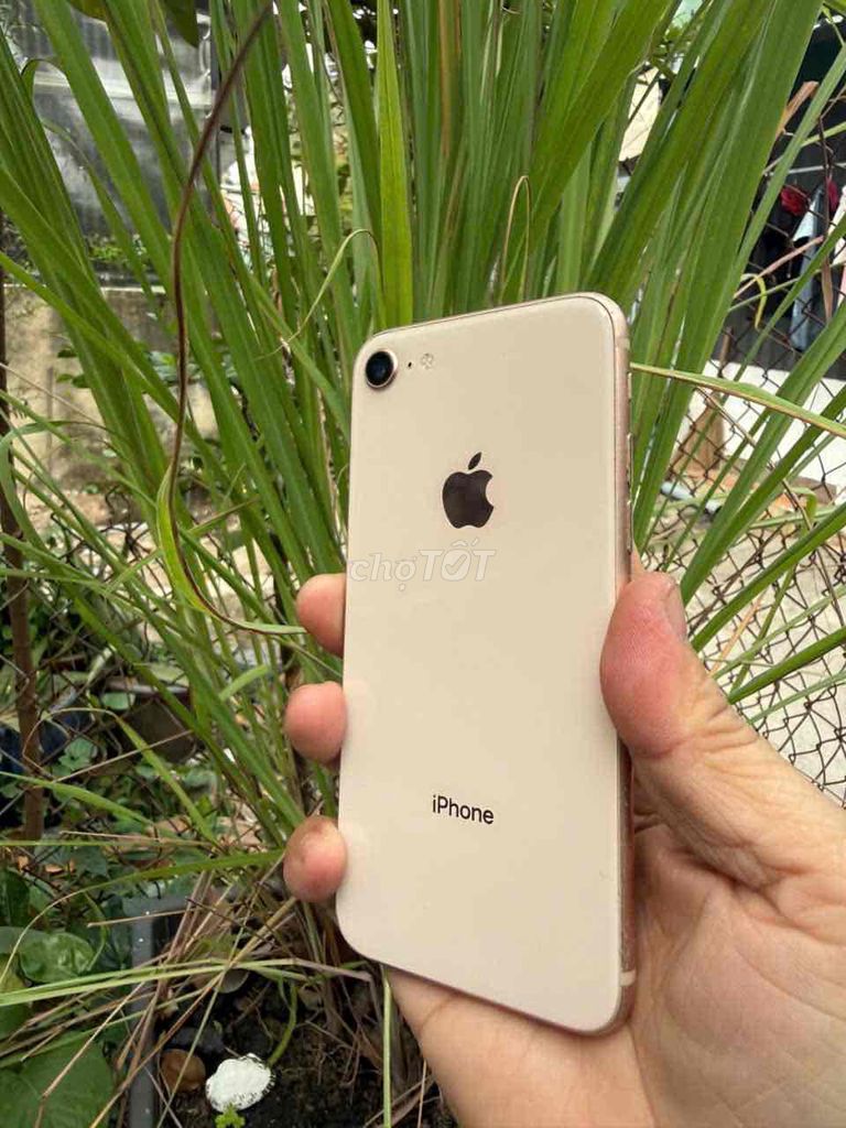 Apple iPhone 8 64GB Vàng hồng. Mua bán Điện thoại tại Quận 12 Tp Hồ Chí Minh được đăng bởi cute hình 1