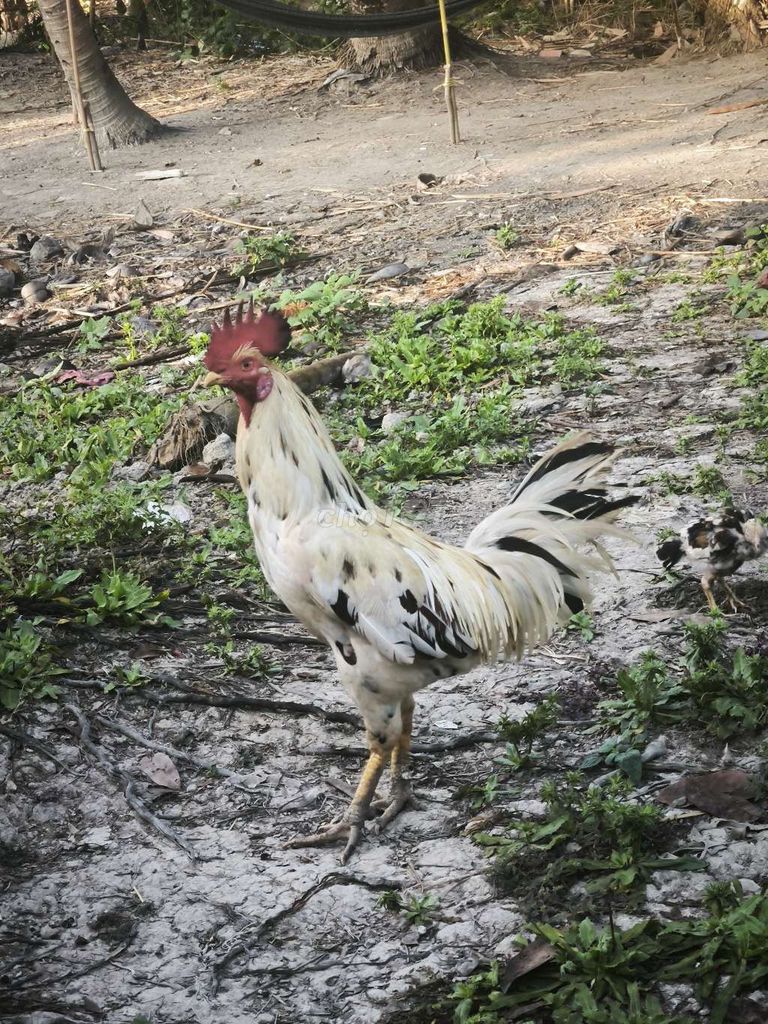 Gà bướmThái Mỹ 3.6kg. Mua bán Gà tại Huyện Tân Hiệp Kiên Giang được đăng bởi trường phạm hình 1