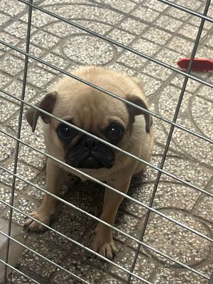 Chó Pug Cái Nâu Vàng 5 tháng