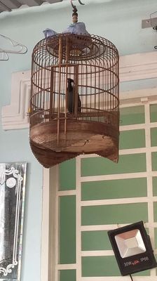 Chim khứu hót hay. Mua bán Chim tại Quận 7 Tp Hồ Chí Minh được đăng bởi Nguyễn văn Lý