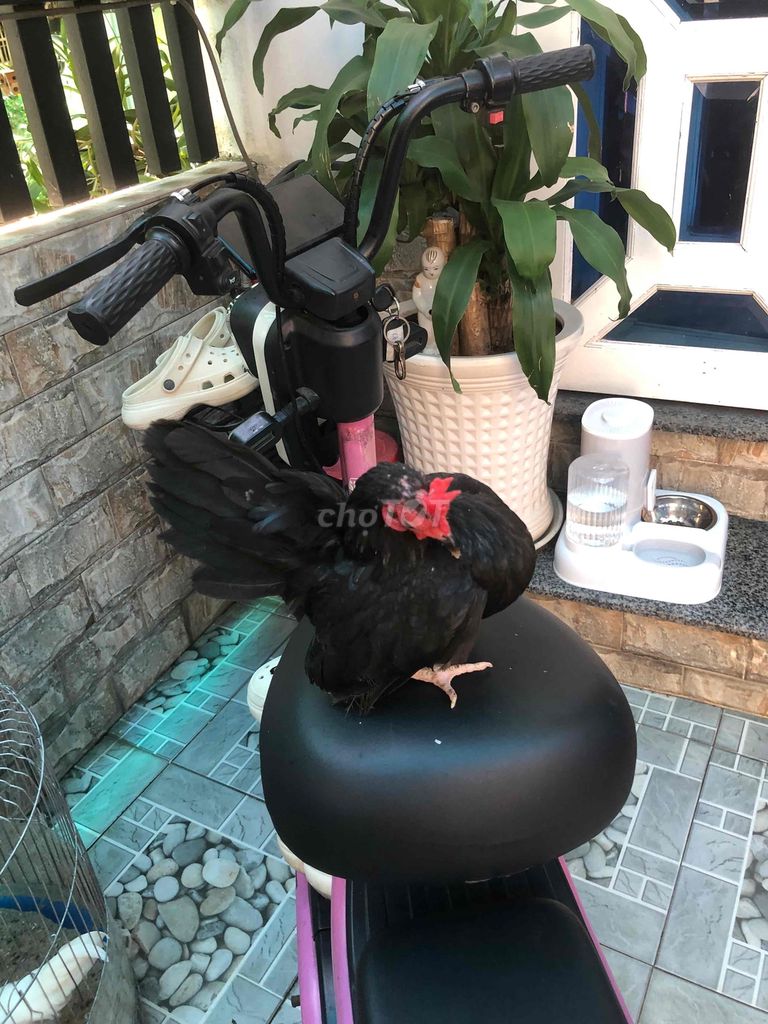 Gà Serama mái màu Đen. Mua bán Gà tại Huyện Nhà Bè Tp Hồ Chí Minh được đăng bởi undefined hình 1