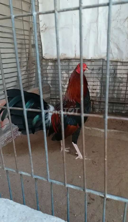 Zin 1kg2 7 tháng rưỡi
