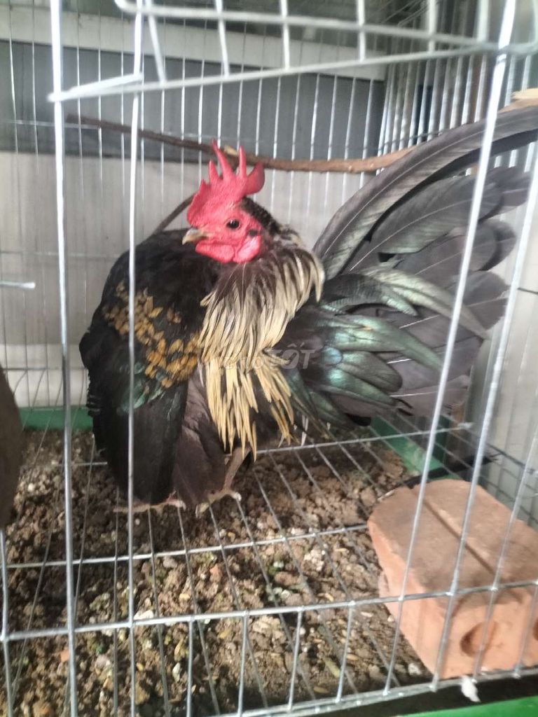 Gà Serama trống. Mua bán Gà tại Huyện Phú Tân An Giang được đăng bởi Hoàng Loan  hình 1