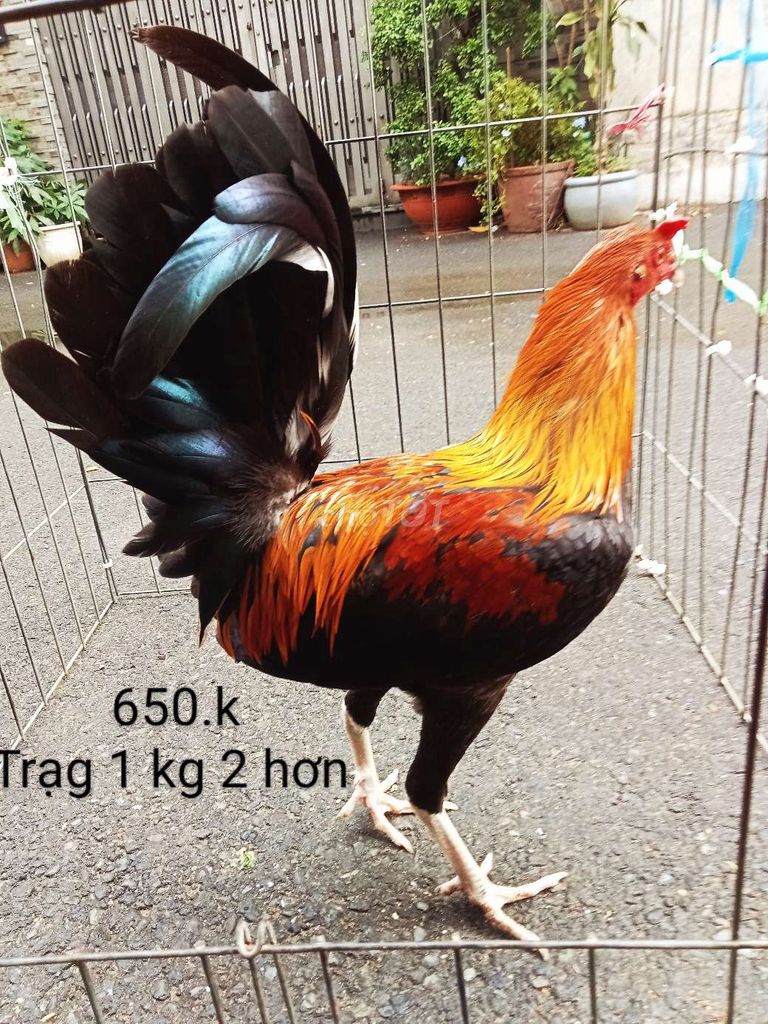 Que tơ hiện 1 kg 1 hơn .trạng 1 kg 250oa