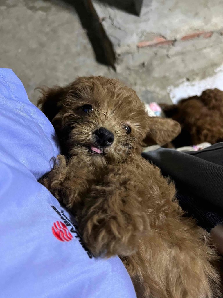 Chó Poodle thuần chủng 2 tháng. Mua bán Chó tại Huyện Đức Hòa Long An được đăng bởi Ngọc Nhi Nguyễn hình 1