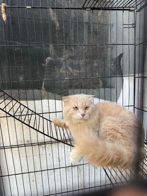 gả nguyên bầy bố mẹ 2 con