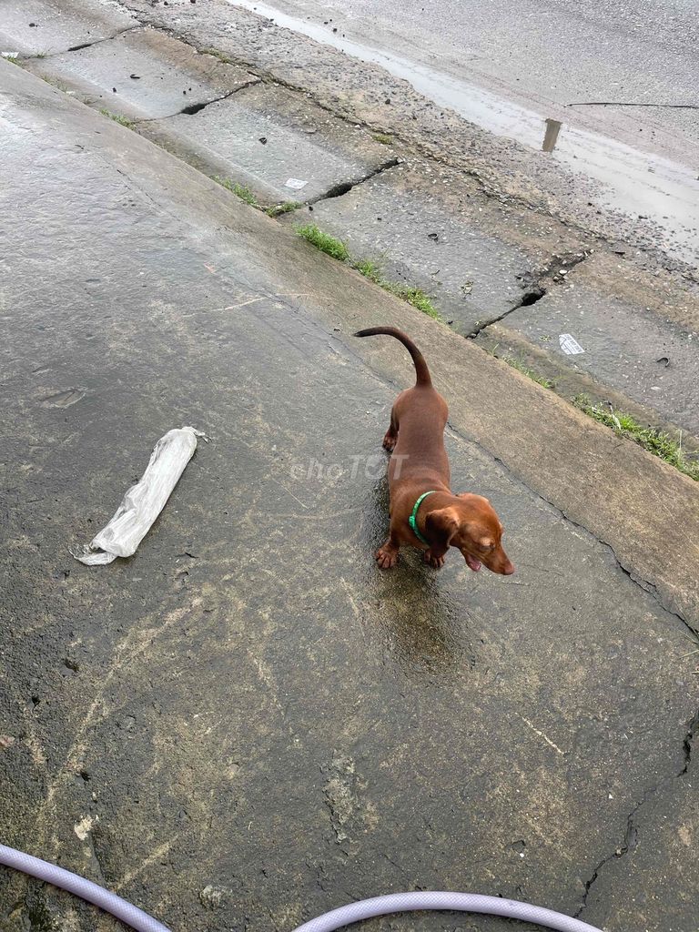 tìm nhà mới cho bé. Mua bán Chó tại Huyện Nhơn Trạch Đồng Nai được đăng bởi Long  hình 1