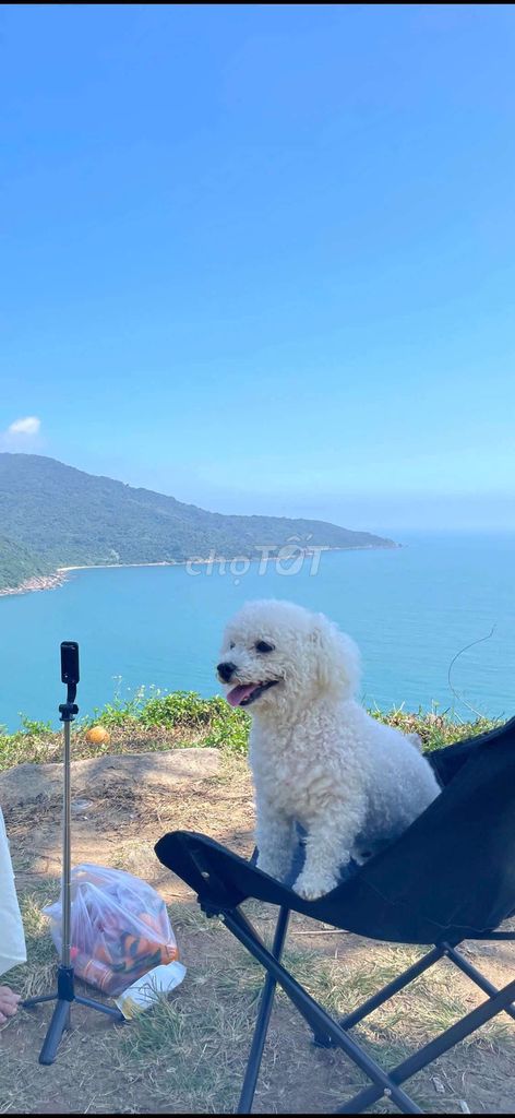 Chó Poodle Trắng. Mua bán Chó tại Huyện Quế Sơn Quảng Nam được đăng bởi Tên chưa cung cấp hình 1