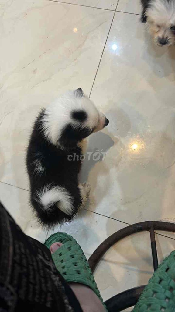 Chó Corgi Đen trắng chưa dựng tai. Mua bán Chó tại Quận Hải Châu Đà Nẵng được đăng bởi Dung hình 4