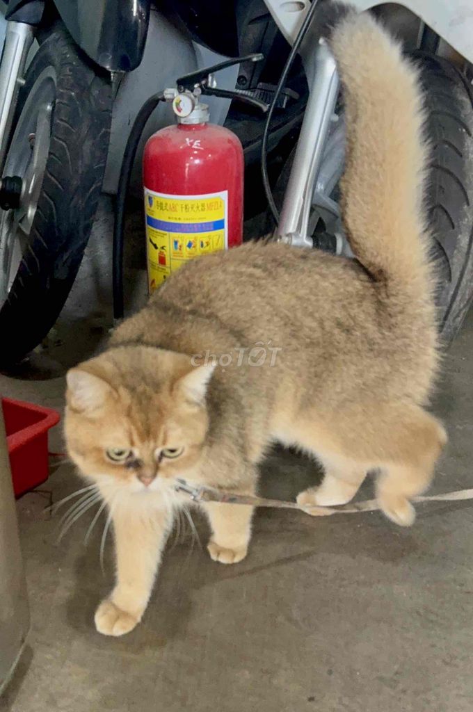 Mèo Anh lông ngắn Golden đực 1 tuổi. Mua bán Mèo tại Thành phố Bà Rịa Bà Rịa - Vũng Tàu được đăng bởi Lam Nhi hình 1