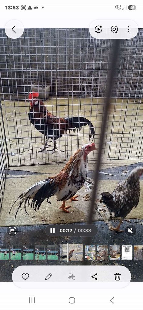 Gà cảnh Đực Đa sắc Khỏe mạnh. Mua bán Gà tại Thành phố Thủ Đức Tp Hồ Chí Minh được đăng bởi Thế Nguyễn hình 1
