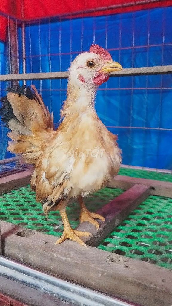 Gà tre Serama trống Vàng. Mua bán Gà tại Huyện Đông Anh Hà Nội được đăng bởi Trại Gà Tân Châu Hà Nội hình 1
