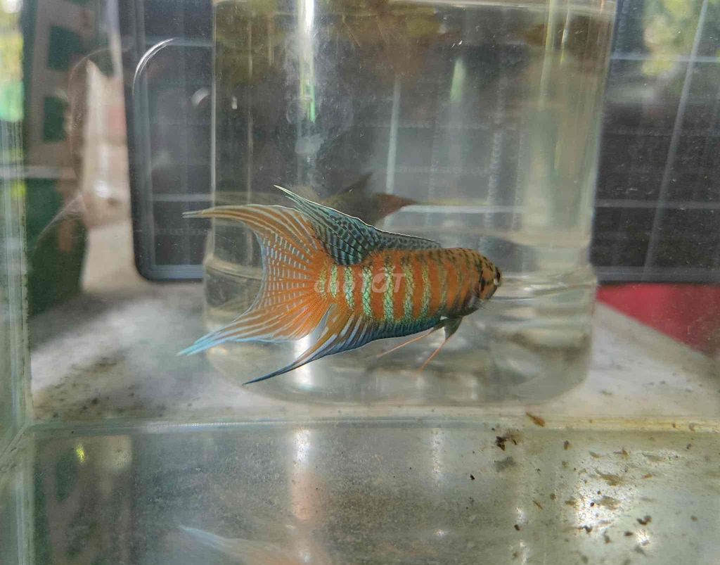 Cá Cờ(lia thia đồng Miền Trung), cá tuổi thơ.. Mua bán Thú cưng khác tại Quận Bình Tân Tp Hồ Chí Minh được đăng bởi Trại Gà Nòi Miền Trung hình 1