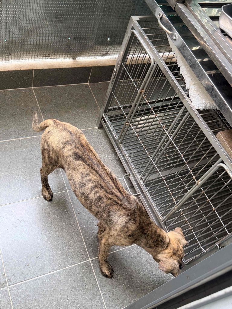 BÁN CHÓ PHÚ QUỐC – ĐỰC 4 THÁNG. Mua bán Chó tại Quận 12 Tp Hồ Chí Minh được đăng bởi QB SHOP PETS hình 1