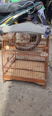 Chim cảnh Hơn một mùa đã xong lông