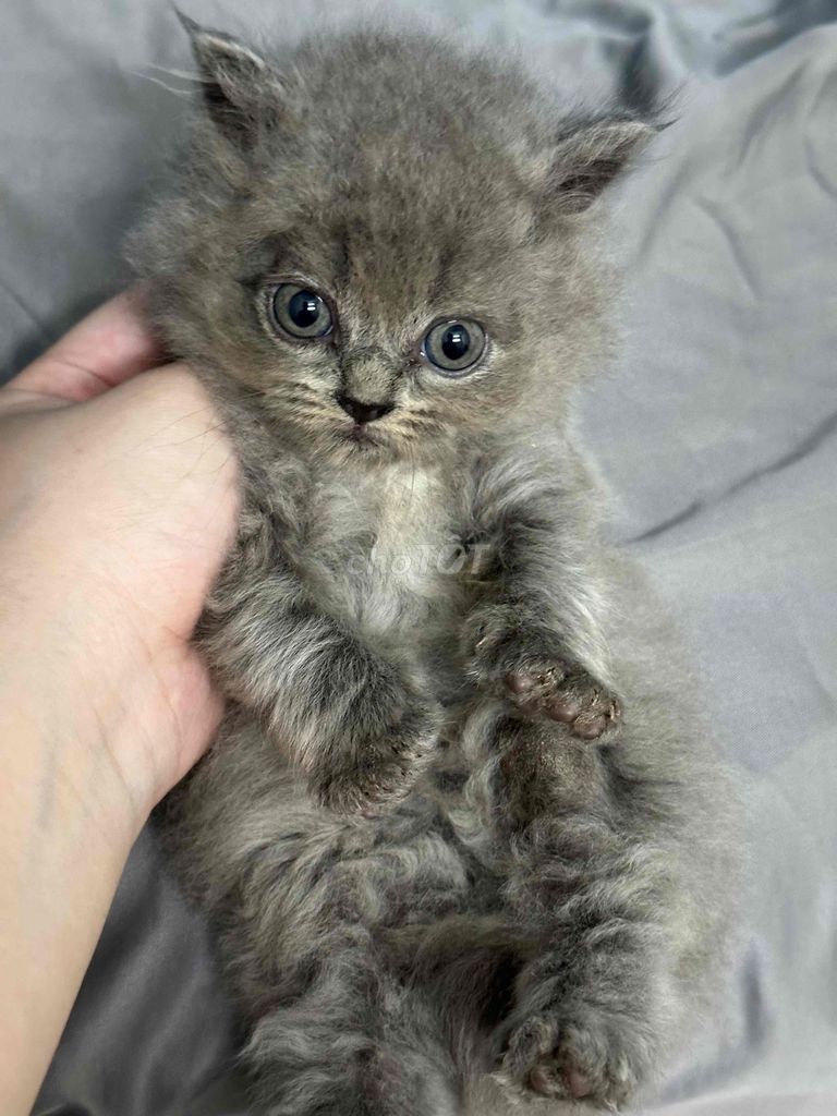 Mèo Anh lông ngắn con Đực Cái. Mua bán Mèo tại Quận Hai Bà Trưng Hà Nội được đăng bởi Nguyen Ngoc hình 1