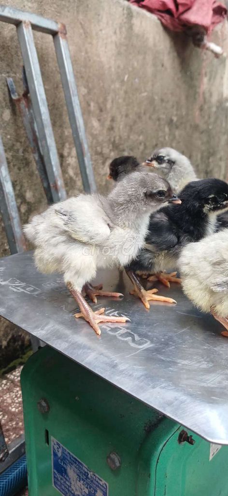 Gà con giống đen xám cả hai. Mua bán Gà tại Huyện Củ Chi Tp Hồ Chí Minh được đăng bởi Chiến Lang hình 1