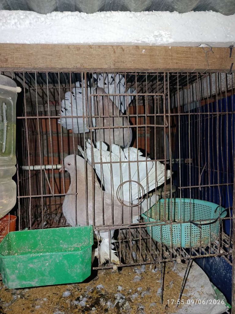 Chim bồ câu Bồ câu xoè Trắng, Xám. Mua bán Chim tại Thành phố Biên Hòa Đồng Nai được đăng bởi quang ro hình 1