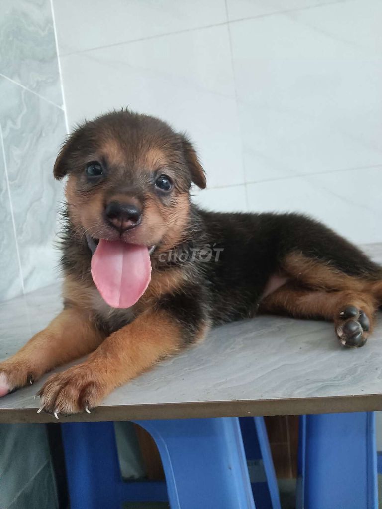 Chó Becgie Đức F dễ dạy giống to dễ nuôi. Mua bán Chó tại Quận 6 Tp Hồ Chí Minh được đăng bởi Tăng Chí Lương  hình 1
