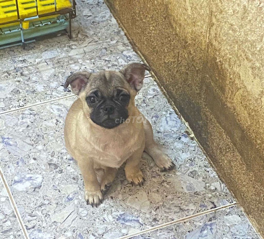 Pug lai. Mua bán Chó tại Quận Hà Đông Hà Nội được đăng bởi Lý Quang Hiến hình 2