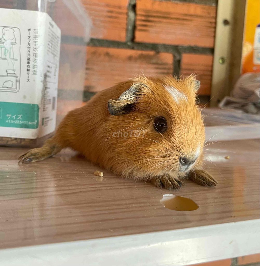 Bọ ú Cali 1 tháng tuổi Nâu vàng. Mua bán Thú cưng khác tại Thành phố Thuận An Bình Dương được đăng bởi Bọ Ú Chuột Cảnh  hình 1