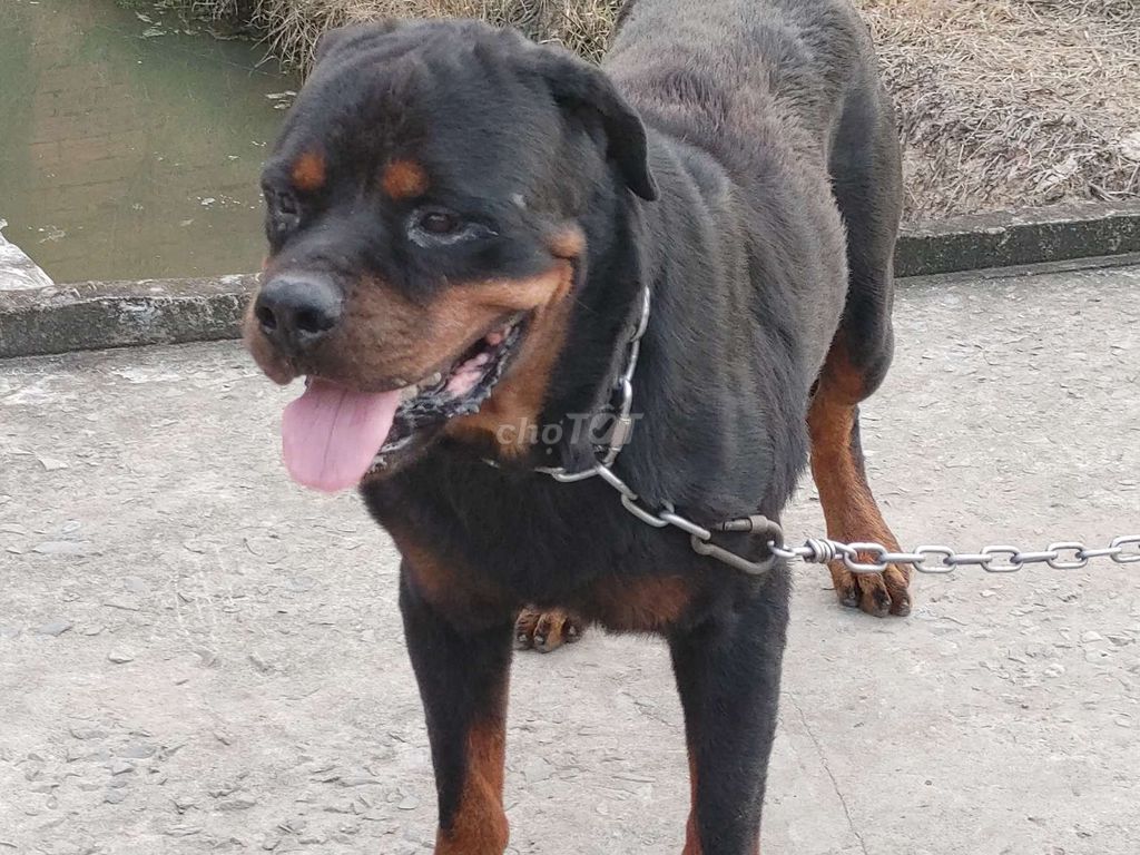 Chó Rottweiler Đực Thuần chủng. Mua bán Chó tại Thành phố Vũng Tàu Bà Rịa - Vũng Tàu được đăng bởi Nhân Rottweiler  hình 5