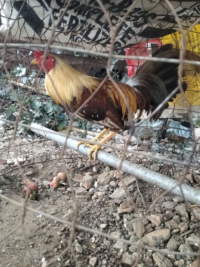 Gà tre 1,4kg Nâu vàng. Mua bán Gà tại Huyện Trảng Bom Đồng Nai được đăng bởi Hainam Nguyen hình 1