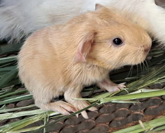 Bọ ú Cali 2 tháng tuổi. Mua bán Thú cưng khác tại Thị xã Bến Cát Bình Dương được đăng bởi Phạm Trúc Mai hình 1