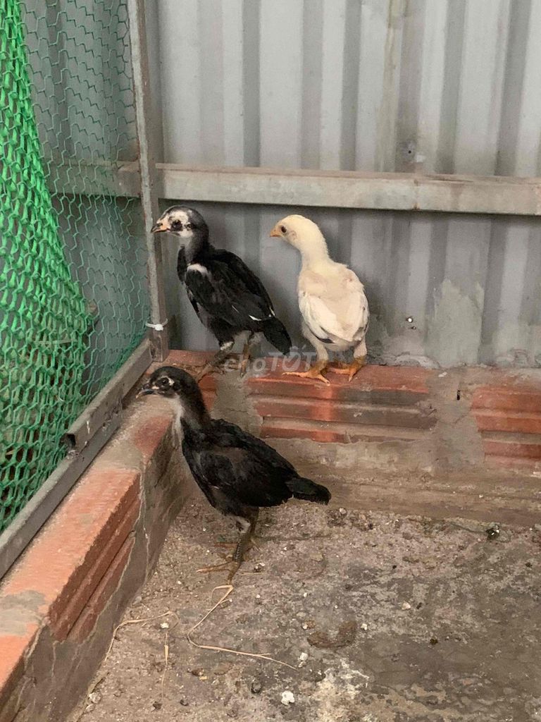 Gà tre đá. Mua bán Gà tại Quận Thanh Xuân Hà Nội được đăng bởi Đuc Phuc hình 1
