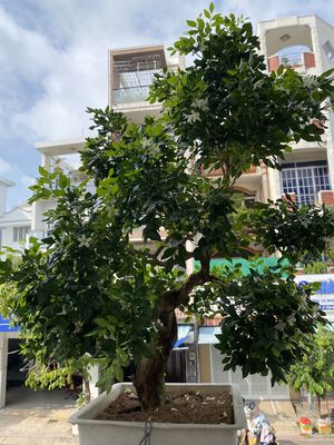 Bán bonsai Nguyệt quế. Mua bán Cây cảnh, đồ trang trí tại Quận Tân Phú Tp Hồ Chí Minh được đăng bởi Trần quốc Huyên
