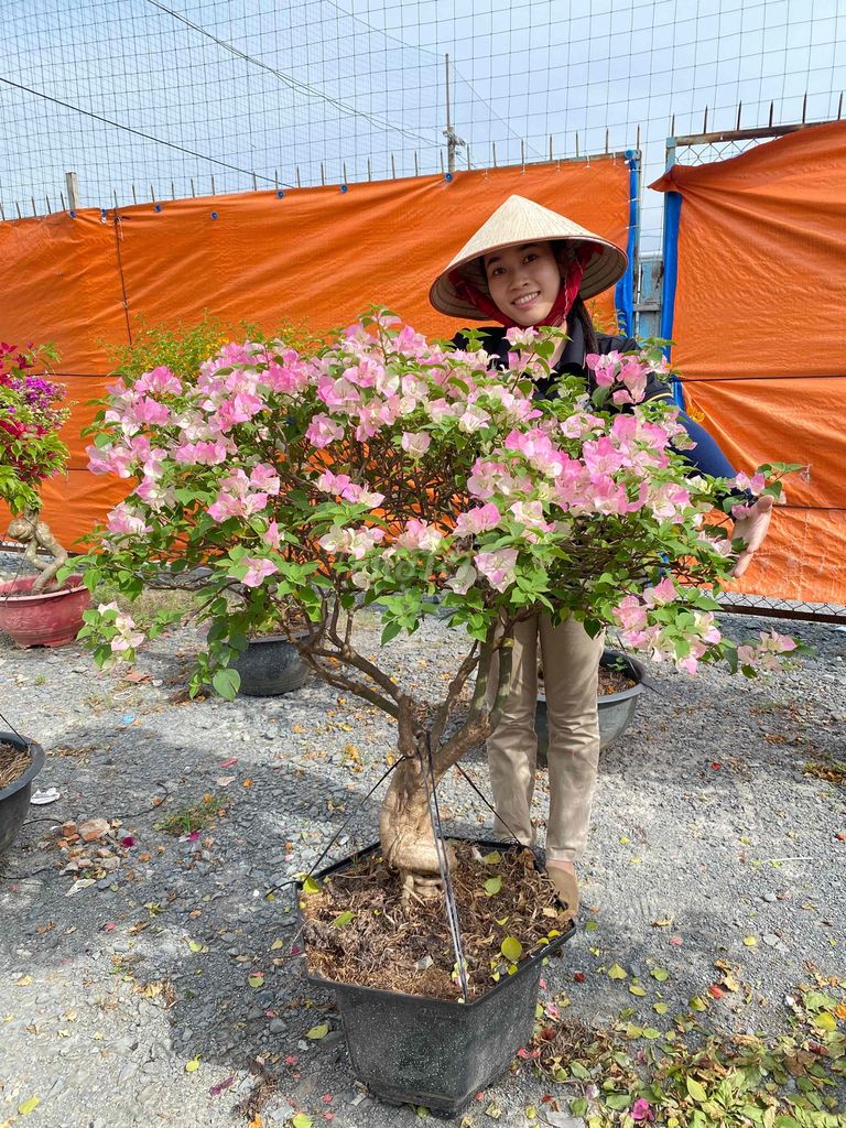 Hoa giấy Sakura giá 1triệu