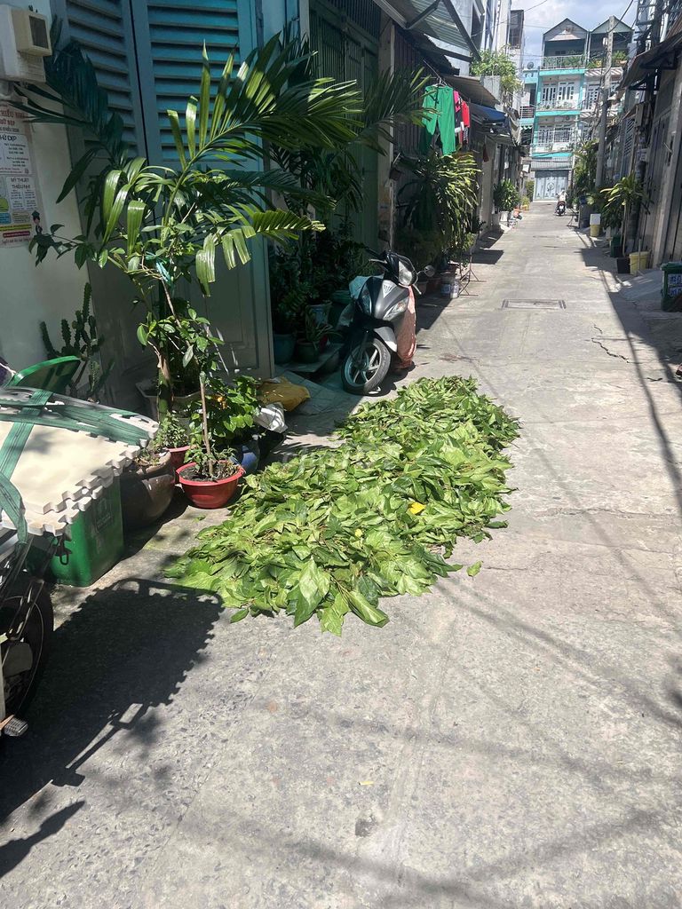 Lá sung nấu nước uống. Mua bán Đồ ăn, thực phẩm và các loại khác tại Quận 12 Tp Hồ Chí Minh được đăng bởi Sơn hình 1