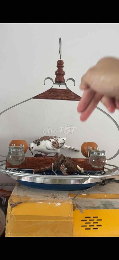 Chim cu thái khách. Mua bán Chim tại Quận Ninh Kiều Cần Thơ được đăng bởi Chuyên gà đá  hình 1