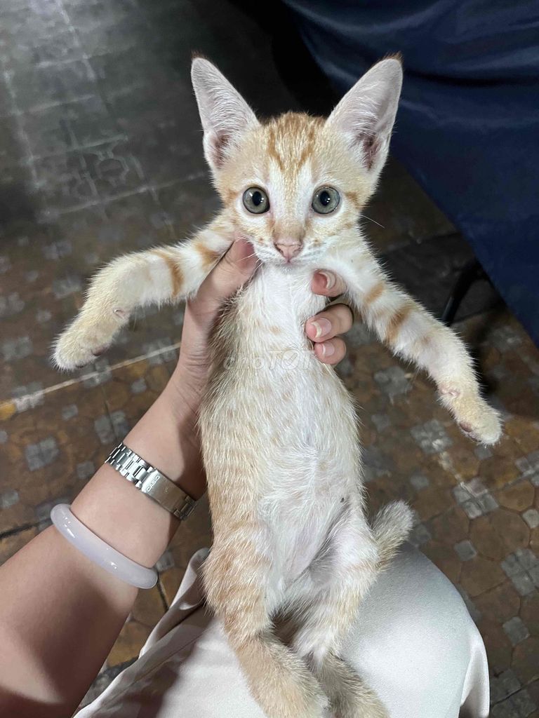 Mèo Vàng 2 tháng tuổi. Mua bán Mèo tại Quận 8 Tp Hồ Chí Minh được đăng bởi Thai Anh hình 1