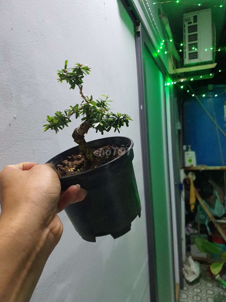 Bonsai mini Linh sam 86