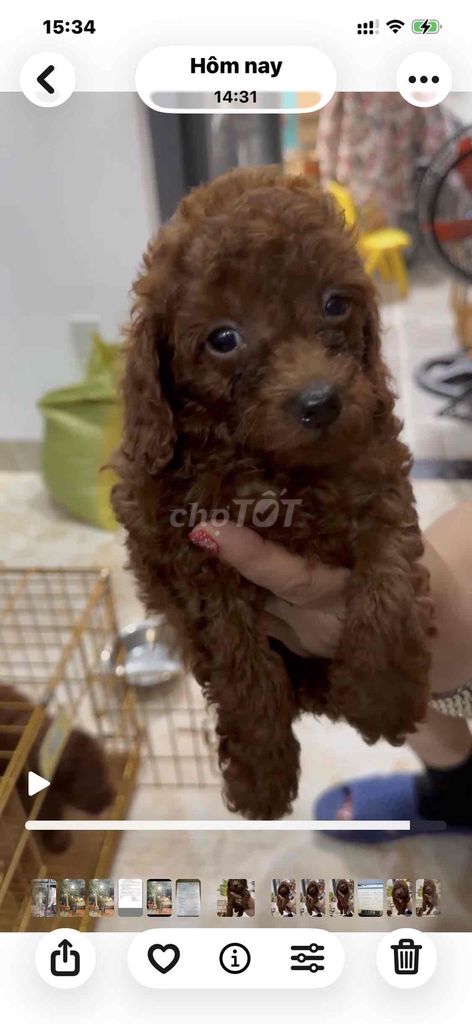 Poodle nâu đỏ. Mua bán Chó tại Thành phố Vũng Tàu Bà Rịa - Vũng Tàu được đăng bởi Lượm Dog Shop hình 2