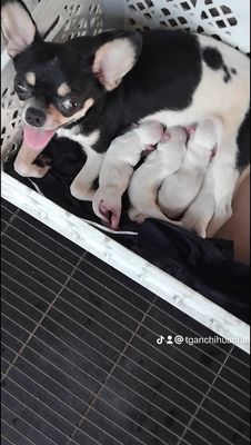 Cần bán 4 bé chó  cái trắng. Dòng chihuahua. Mua bán Chó tại Huyện Phụng Hiệp Hậu Giang được đăng bởi Trần Văn Gần 