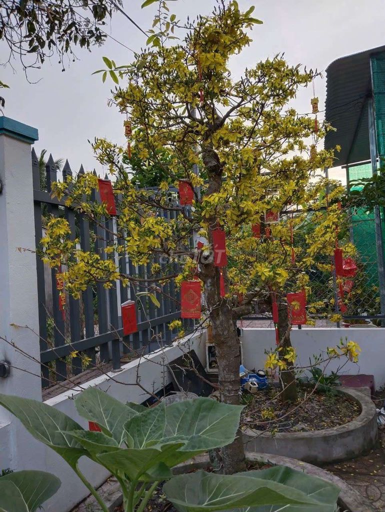 Mai vàng Vĩnh Long. Mua bán Cây cảnh, đồ trang trí tại Thành phố Vĩnh Long Vĩnh Long được đăng bởi Trần Ánh Nguyệt hình 1