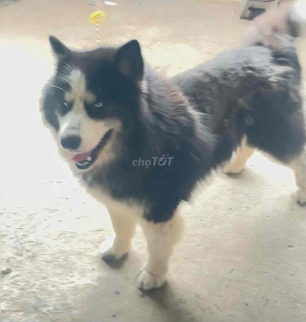 Husky gã nhanh giá rẻ