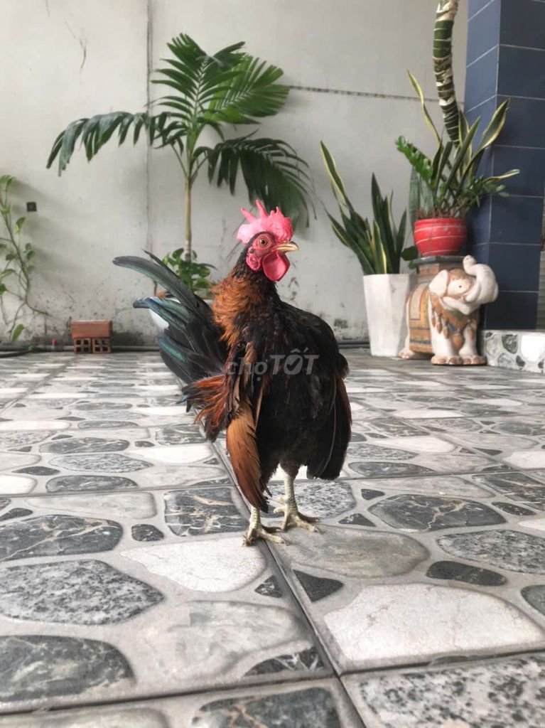 Gà Serama đực 10 tháng. Mua bán Gà tại Thành phố Thủ Dầu Một Bình Dương được đăng bởi phong le hình 1